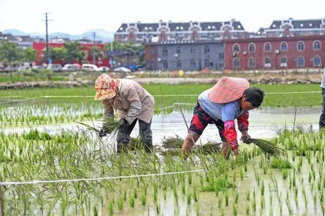 低成本小生意都有哪些（在农村月收入过万的几个小生意）-吉祥副业
