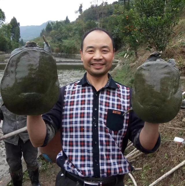回农村养鳖年收入百万（未来养殖业什么最赚钱农村）-吉祥副业