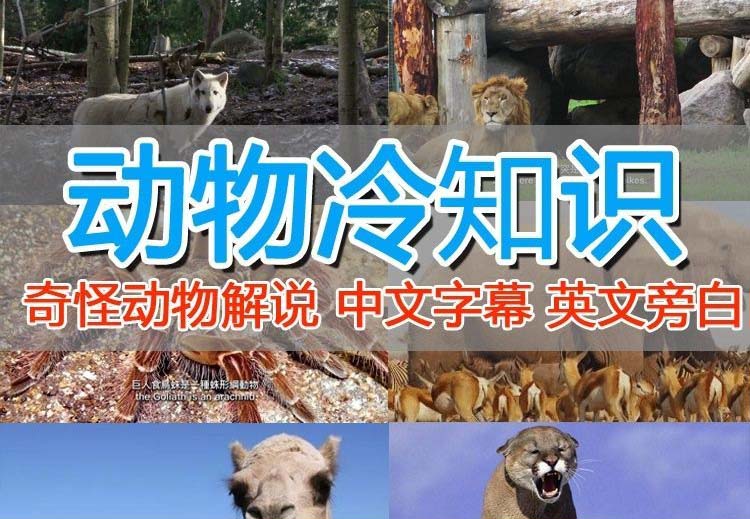 【副业项目6380期】外面卖1699的国外纪录片解说（动物解说、美食、动画片）稳过中视频-吉祥副业